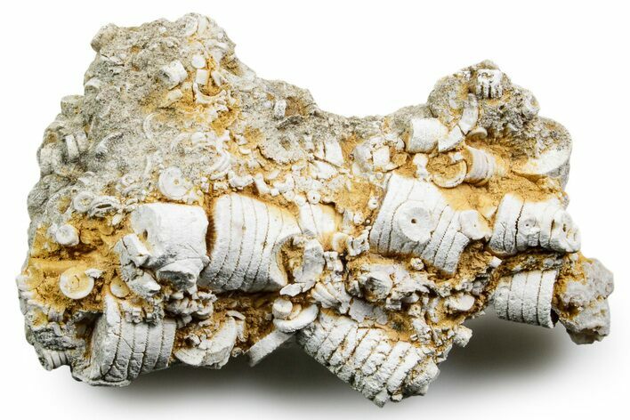 Mississippian Fossil Crinoid Stem Cluster - Kentucky #358726